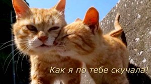 РАЗ — котенок самый белый, ДВА — котенок самый смелый