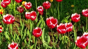 цветы тюльпаны🌸🌸🌸magic flowers🌸🌸🌸💮💮💮💮🌼