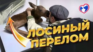 Спасение лося: сложная операция. Перелом задней ноги