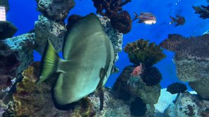 Классный Океанариум в Санкт-Петербурге