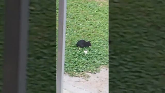 Котятки едят кура лапку а красотка присматривает за н? смотреть онлайн