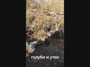 голуби и утки