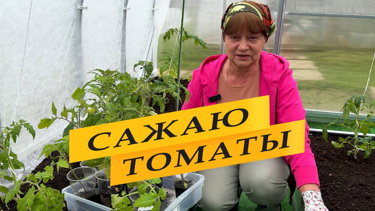 Вытянулась рассада томатов. Сажаем правильно.