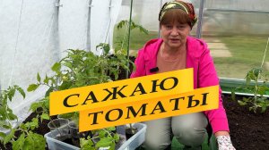 Вытянулась рассада томатов. Сажаем правильно.