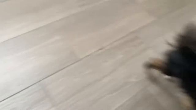 Мои питомцы: Кляйн Шпицы Бублик, Магдалина и Джалина/08.03.22 смотреть онлайн