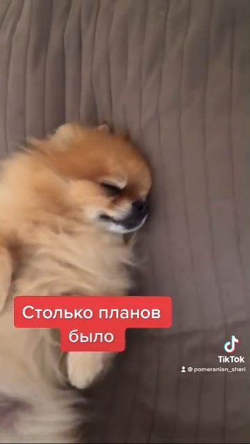 Pomeranian _Sheri #pomeranian #померанец #померанскийшпиц #шпиц #pom смотреть онлайн