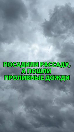 Как спасти рассаду, если пошли дожди?