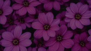 Наперстянка - Советы для цветника