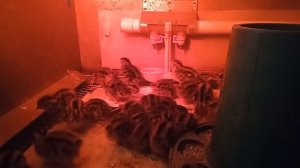 вывод японских перепелов