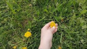 Одуванчики на участке