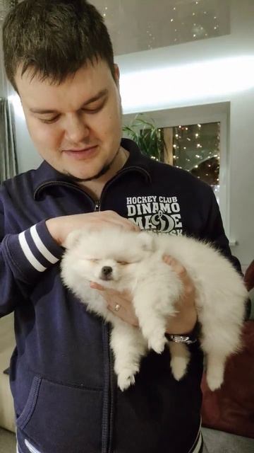 Щенок заснул на руках #собака #шпиц #милоевидео #shorts #video #cute #cutebaby #puppy #pomeranian смотреть онлайн
