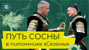 Путь сосны в питомнике. От семечки до взрослого саженца.