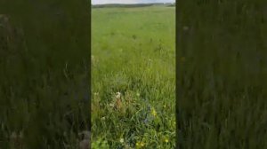 идем на Кудыкину гору