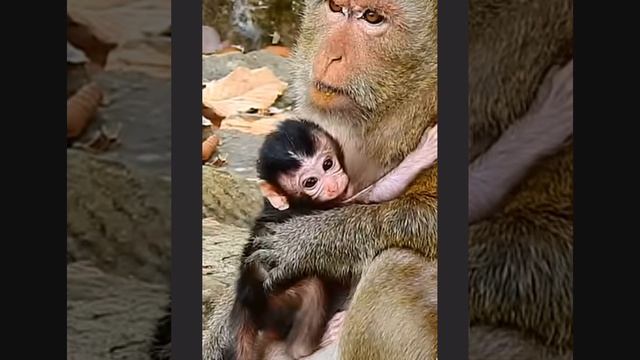 Baby monkey : от первого дня до первого шага   1000005952.mp4
