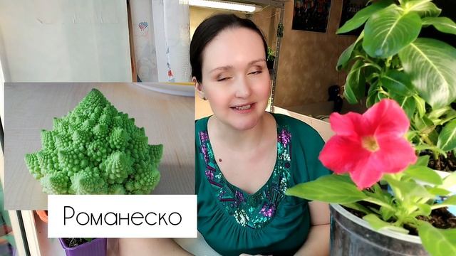 Всё о капусте: ТОП-9 сортов и советы по выращиванию! Бел