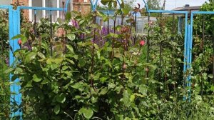 Цветник, который редко показываю.