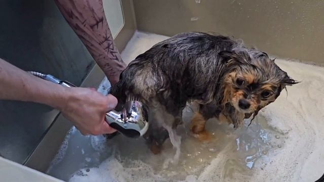 Груминг шпица, это легко! смотреть онлайн