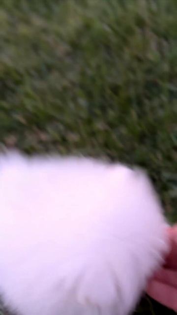 Шпиц на прогулке dog pomeranian белыйшпиц puppy щенок шпиц померанскийшпиц doglover dogs