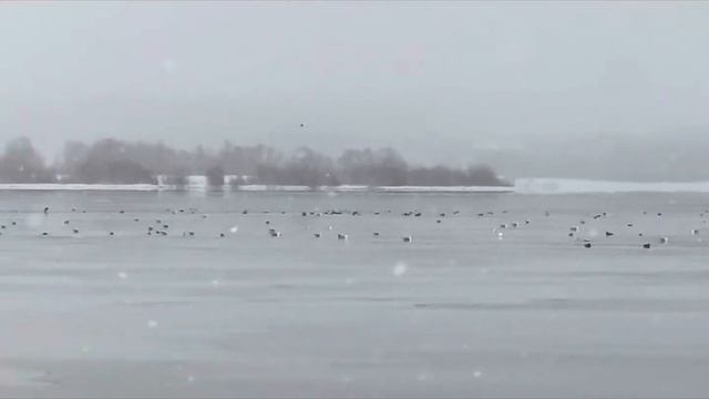 #охотарыбалка #охота #на #утки