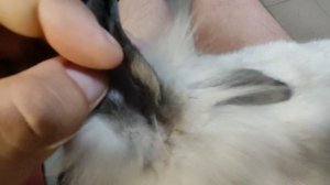 Лечу кролика Путю, что в ухе у кролика?