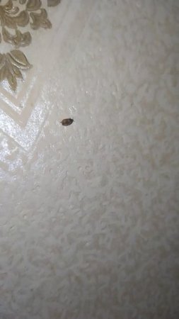 Dermestidae