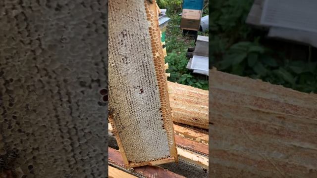 Наша пасека и урожай мёда 2022 смотреть онлайн