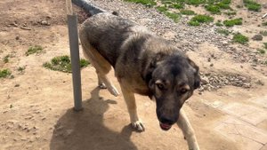 ИМПЕРИЯ ТИТАНОВ.ВАЛЬКИРИЯ & ГРЕЙС#гампр#