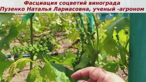 ❗️Аномалии в развитии соцветий, ленточные побеги на винограднике, раздваивающиеся побеги. Фасциация