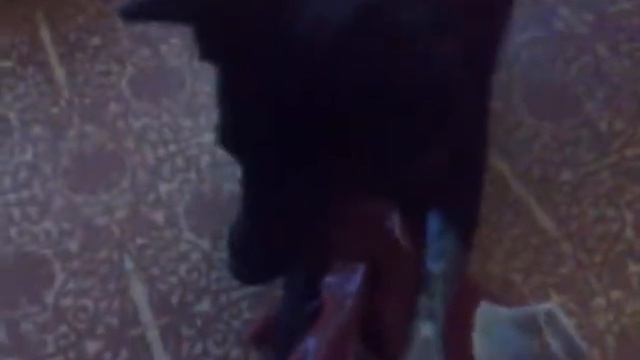 Ніка і перчатка 22 сентября 2008 смотреть онлайн