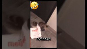 Мемы о питомцах! 🤪😻👁