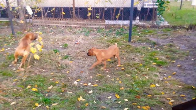 Boxer Puppy and Boxer Dog. Немецкие боксеры играются.