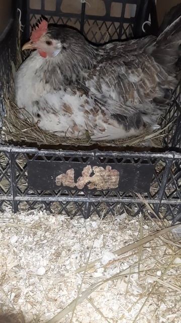 Курочки заняты своим делом! #курынесушки #курятник #ку? смотреть онлайн