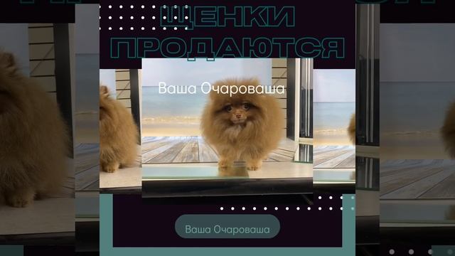 Шпиц Инга смотреть онлайн