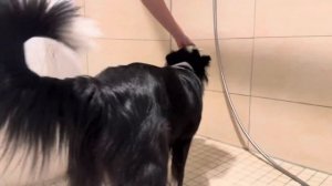 💦Как приучить собаку к ванной или же ,как убрать страх к ванной у собаки 💦