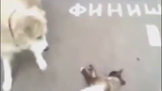 Прикол дохлый, или смотреть онлайн