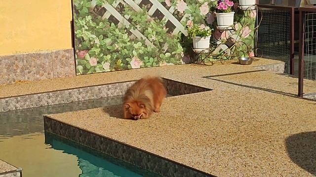 💥 Скидка 💥 Мальчик Померанский шпиц Жофрей 🔥 в поиске семьи Продажа доставка по миру цена 50т.р смотреть онлайн