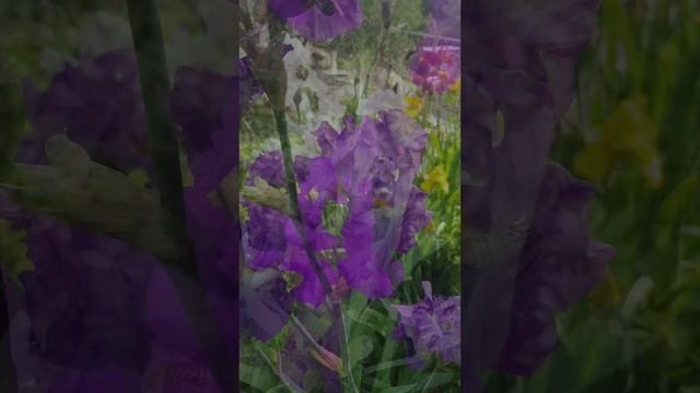 Ирисы. Немного прекрасного.
