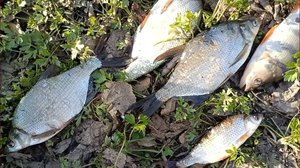 Наловили подлещиков и окуня