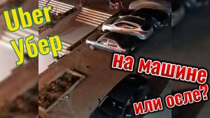 Убер, на машине или на осле. Хургада Египет