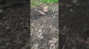 Прогулка по лесу