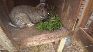 ЖИЗНЬ В ДЕРЕВНЕ и заливка тёплого пола в гостиной