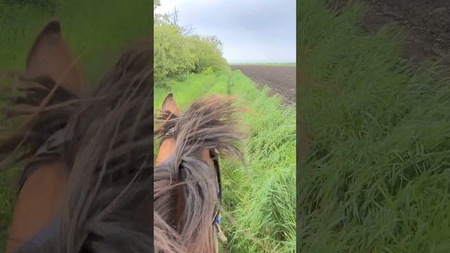 rutube.ru