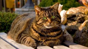 Кот Зазывает Кошку. Включи Этот Звук Кошке. Привлекательные Звуки для Котов