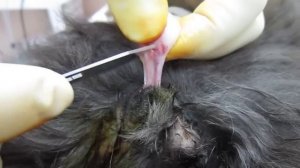 кастрация биологический узел