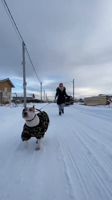Мысли моего стаффорда… по мнению прохожих на улице #shorts #staffordshire