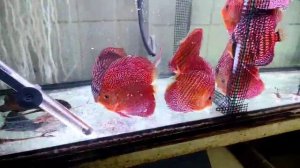 Дискусы туркисы и змеиная кожа