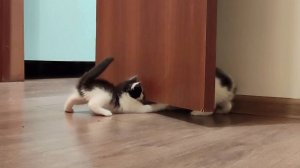 Видео с котятами, от которых невозможно оторваться.