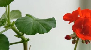 Пеларгония от А до Я