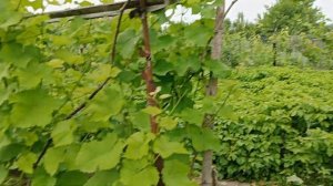 Виноград Солярис, борьба с жированием, нагрузка куста