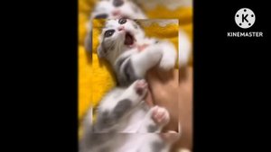 HP react to femHarry as Yosano Akiko (reupload) ГП реакция на фемГарри как Йосано Акико(перезалив)